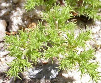 Loeflingia squarrosa