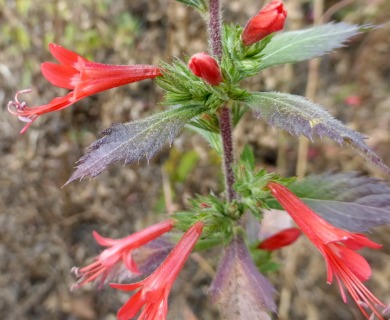 Loeselia mexicana