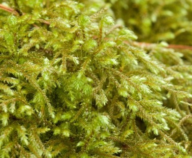 Loeskeobryum brevirostre