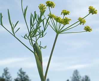 Lomatium ambiguum