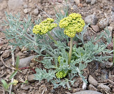 Lomatium austiniae