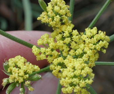 Lomatium brevifolium