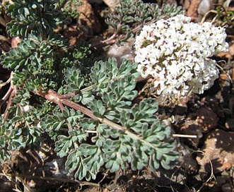 Lomatium canbyi