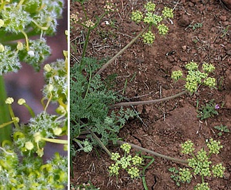 Lomatium dasycarpum