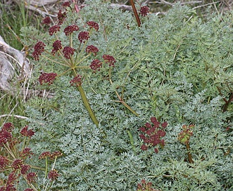 Lomatium dissectum