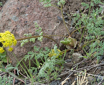 Lomatium donnellii