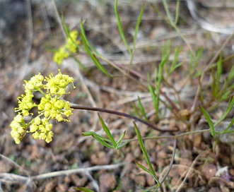 Lomatium farinosum