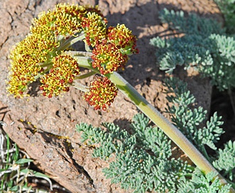 Lomatium foeniculaceum