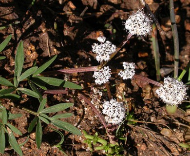 Lomatium gormanii