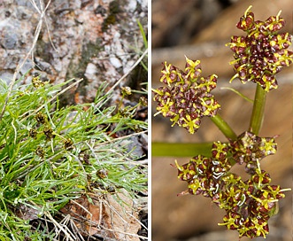 Lomatium graveolens