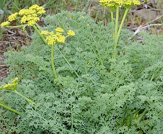 Lomatium grayi