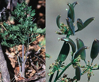 Lomatium juniperinum