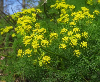 Lomatium klickitatense