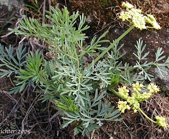 Lomatium laevigatum