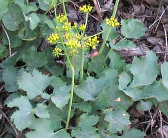 Lomatium lucidum