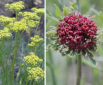 Lomatium marginatum