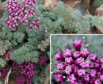 Lomatium minus