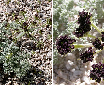 Lomatium mohavense