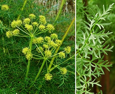 Lomatium multifidum