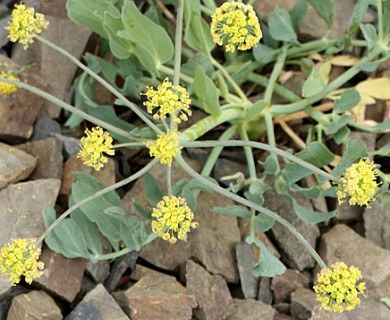 Lomatium nudicaule