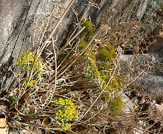 Lomatium parryi