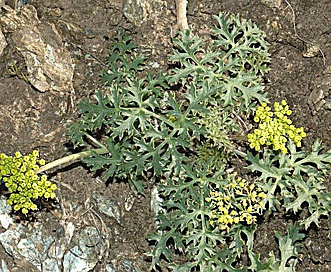 Lomatium parvifolium