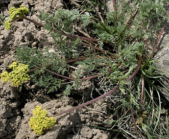 Lomatium quintuplex