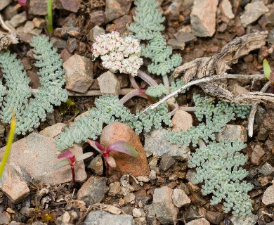 Lomatium ravenii