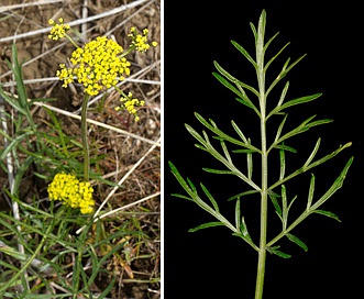 Lomatium rollinsii