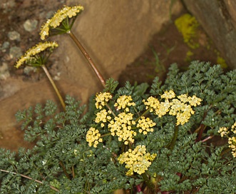 Lomatium salmoniflorum