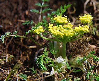 Lomatium sandbergii