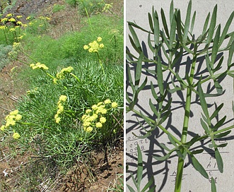 Lomatium suksdorfii