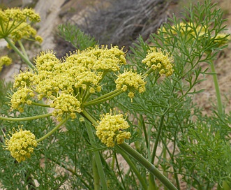 Lomatium thompsonii