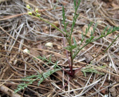 Lomatium tracyi