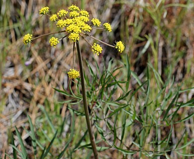 Lomatium triternatum