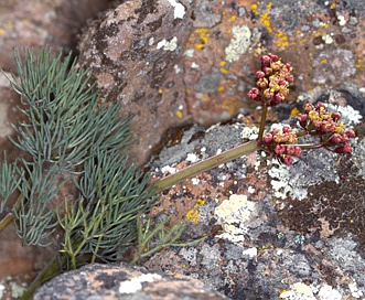 Lomatium tuberosum