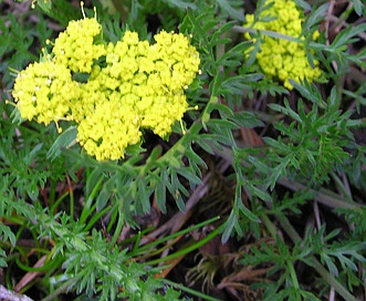 Lomatium utriculatum