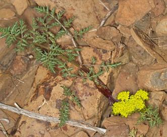 Lomatium vaginatum