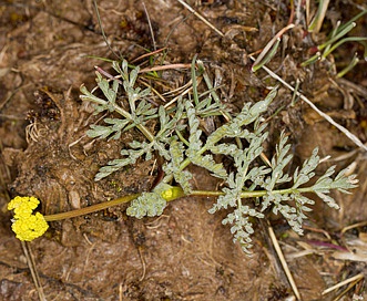 Lomatium watsonii