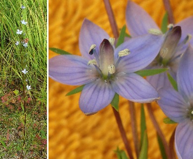 Lomatogonium rotatum