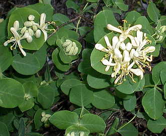 Lonicera albiflora