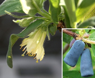 Lonicera caerulea