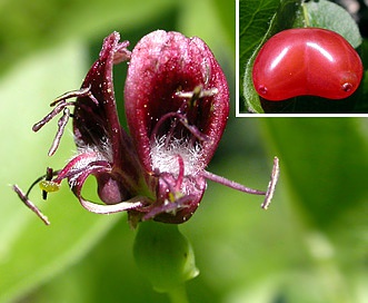 Lonicera conjugialis