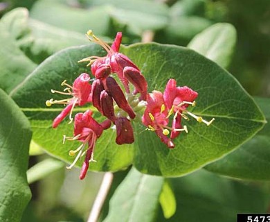 Lonicera dioica