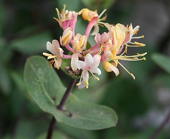 Lonicera etrusca