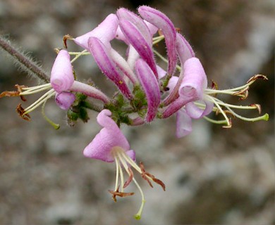 Lonicera hispidula