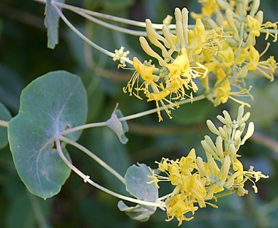 Lonicera interrupta