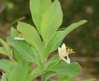 Lonicera oblongifolia