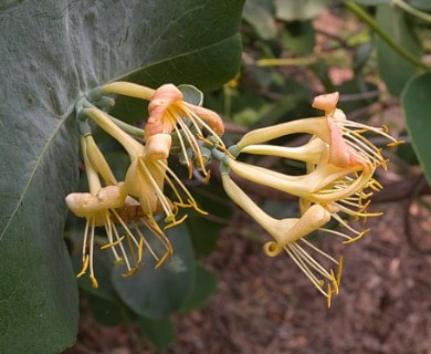 Lonicera reticulata