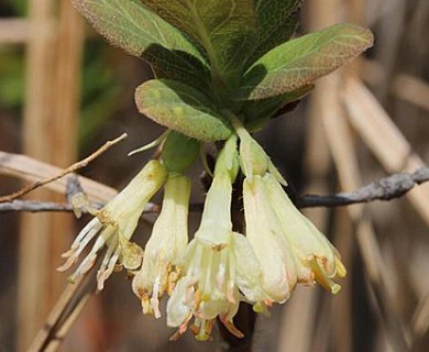 Lonicera villosa